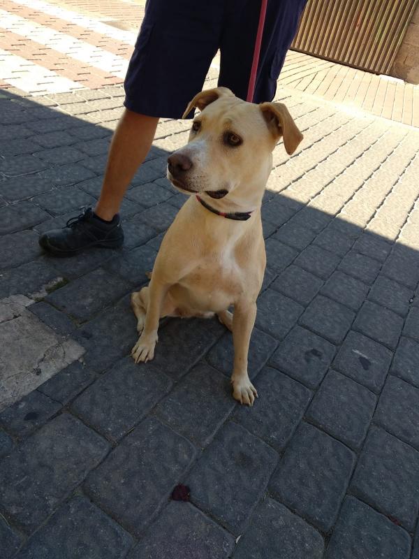 Adoptar este perro