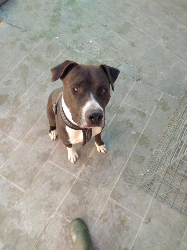 Adoptar este perro