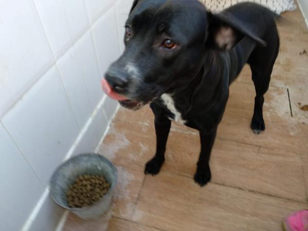 Adoptar este perro