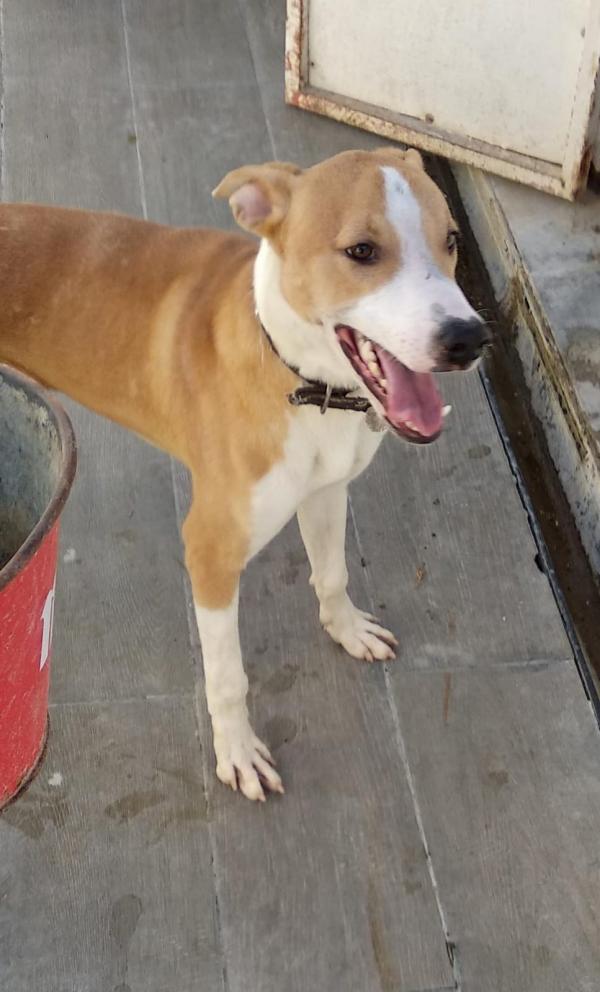 Adoptar este perro