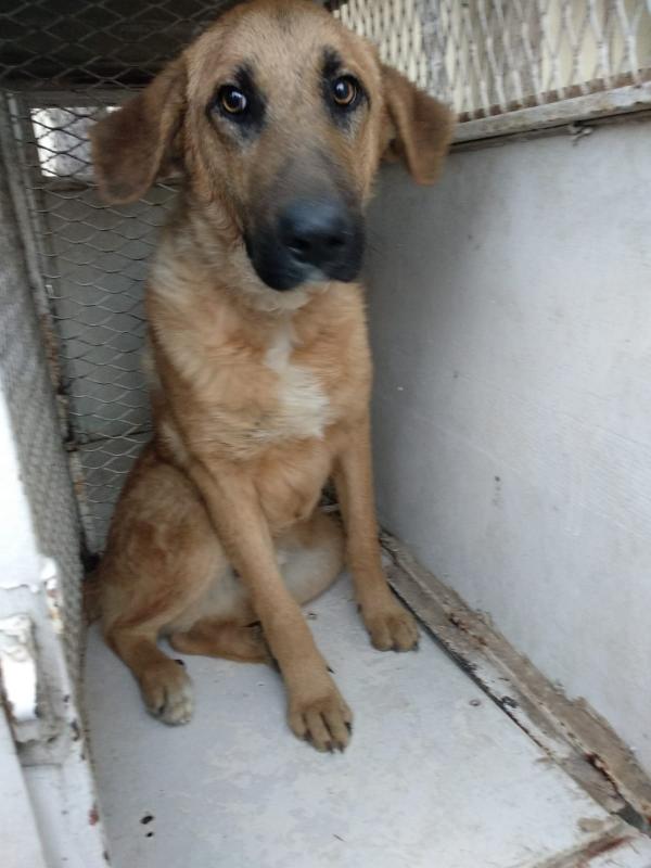 Adoptar este perro