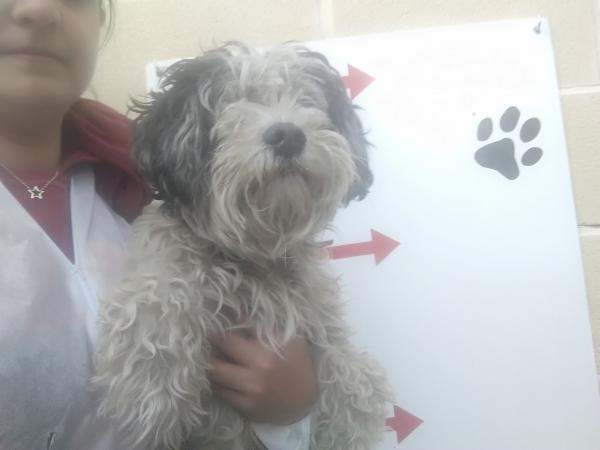 Adoptar este perro