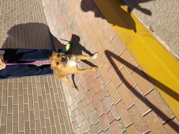 Adoptar este perro