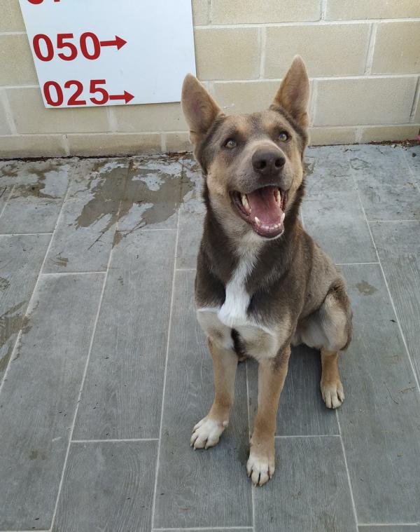 Adoptar este perro