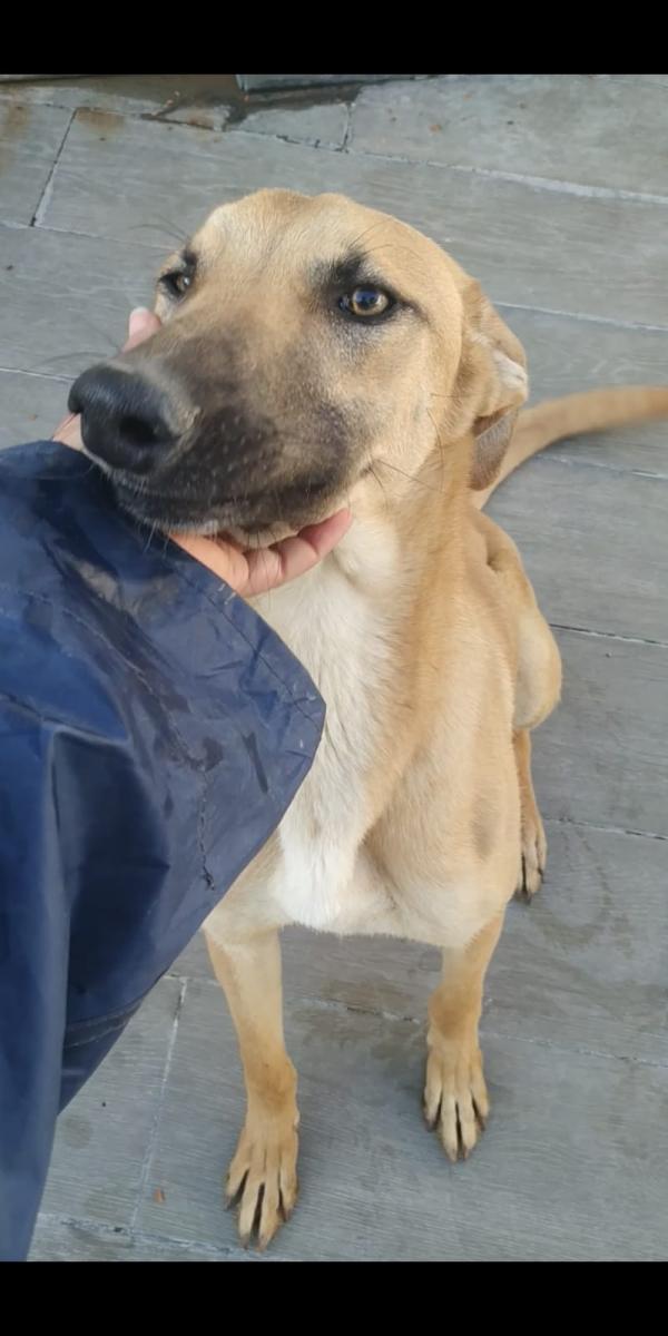 Adoptar este perro