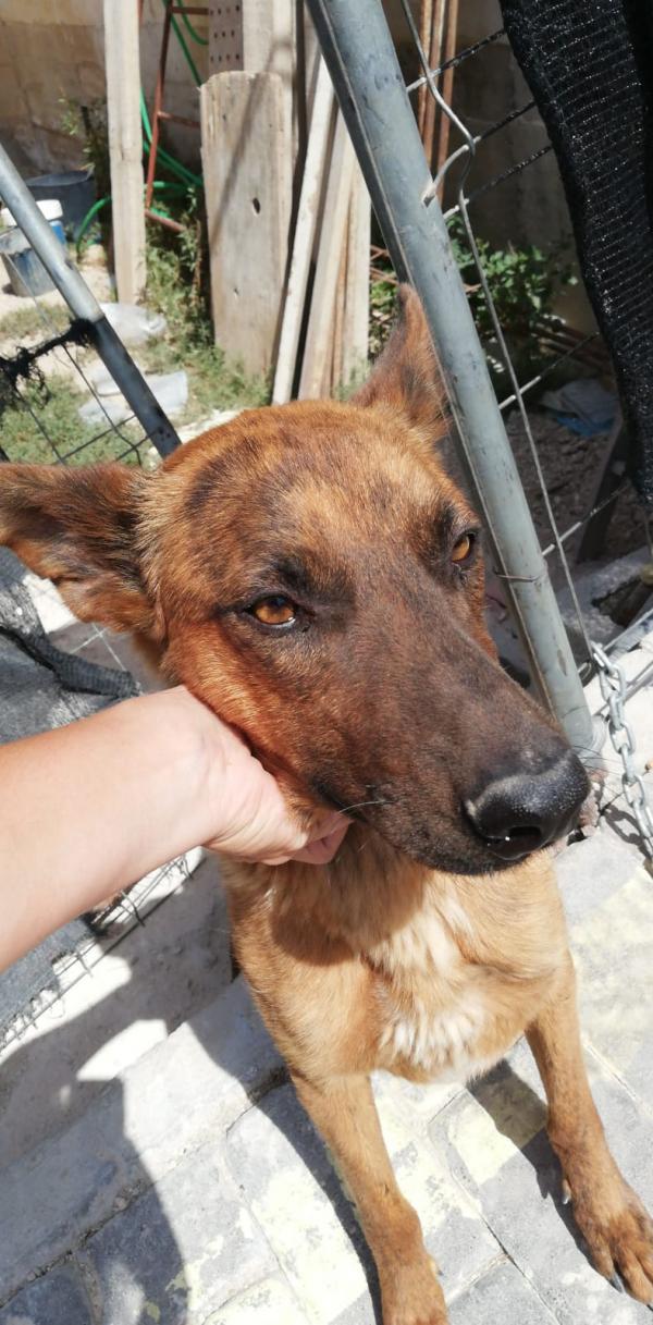 Adoptar este perro