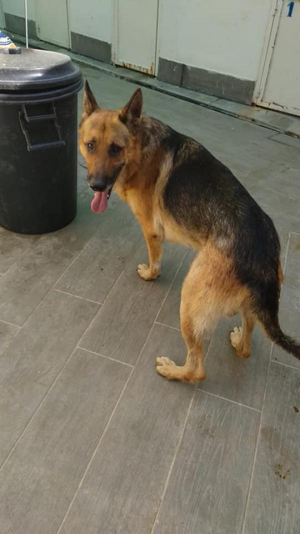 Adoptar este perro