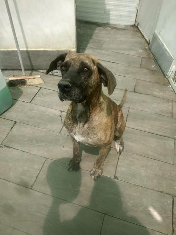 Adoptar este perro