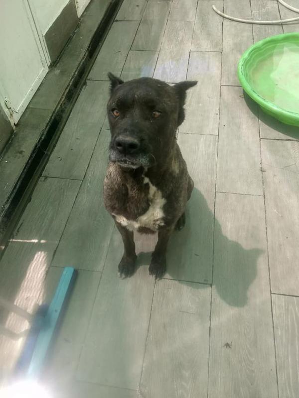 Adoptar este perro