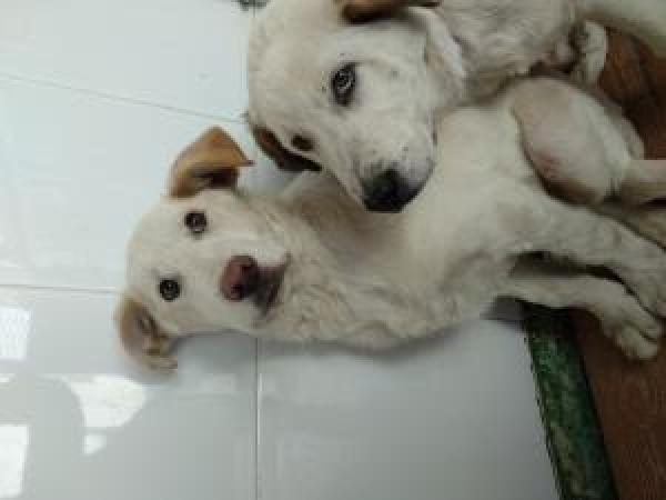 Adoptar este perro