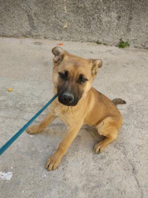 Adoptar este perro