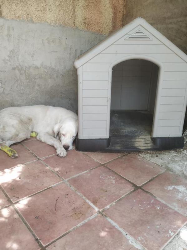 Adoptar este perro