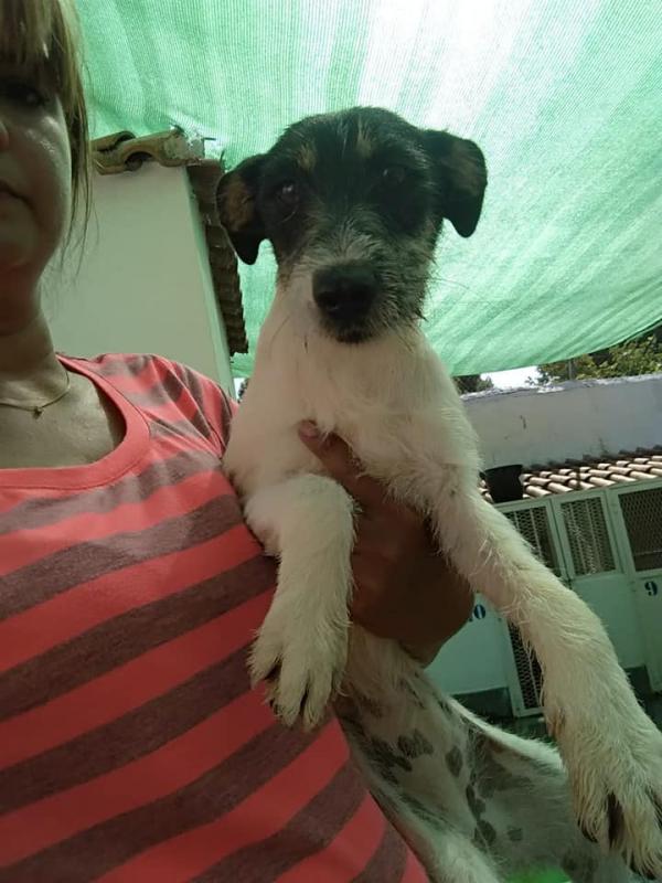 Adoptar este perro