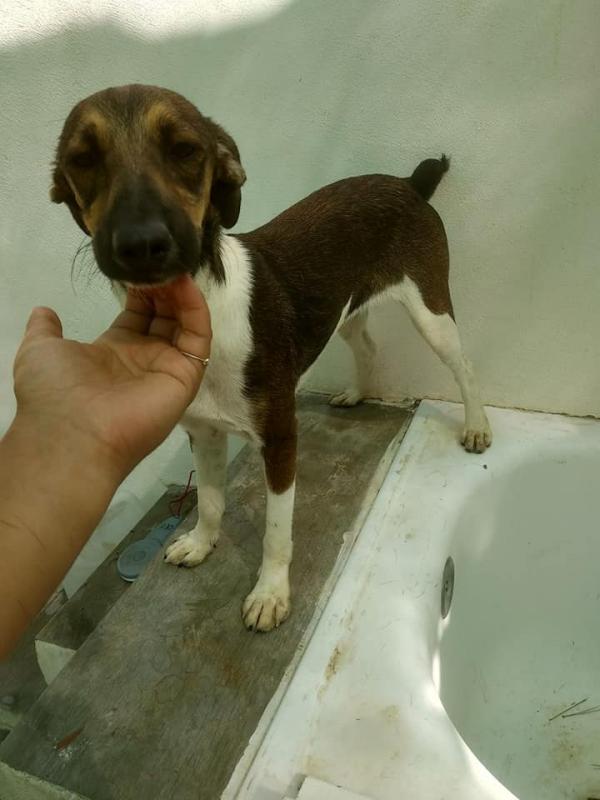 Adoptar este perro