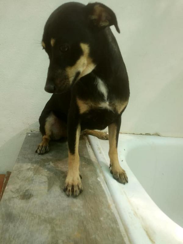 Adoptar este perro