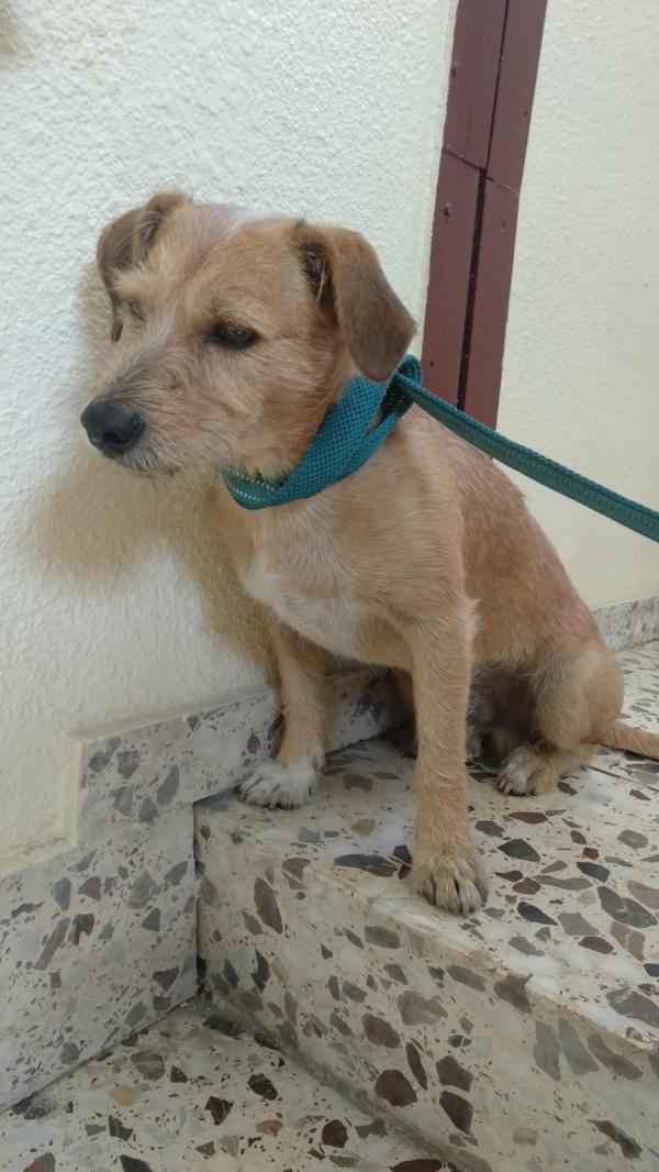 Adoptar este perro