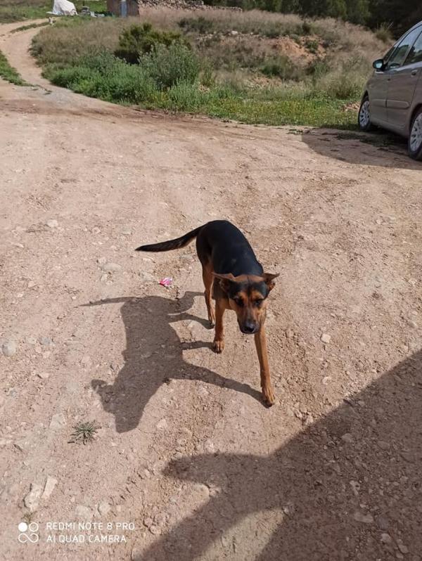 Adoptar este perro