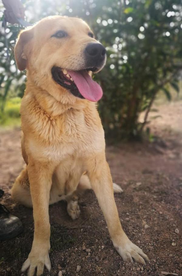 Adoptar este perro