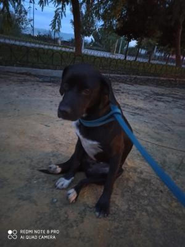 Adoptar este perro