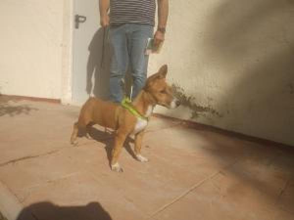 Adoptar este perro