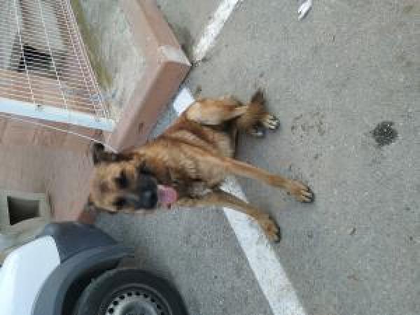 Adoptar este perro