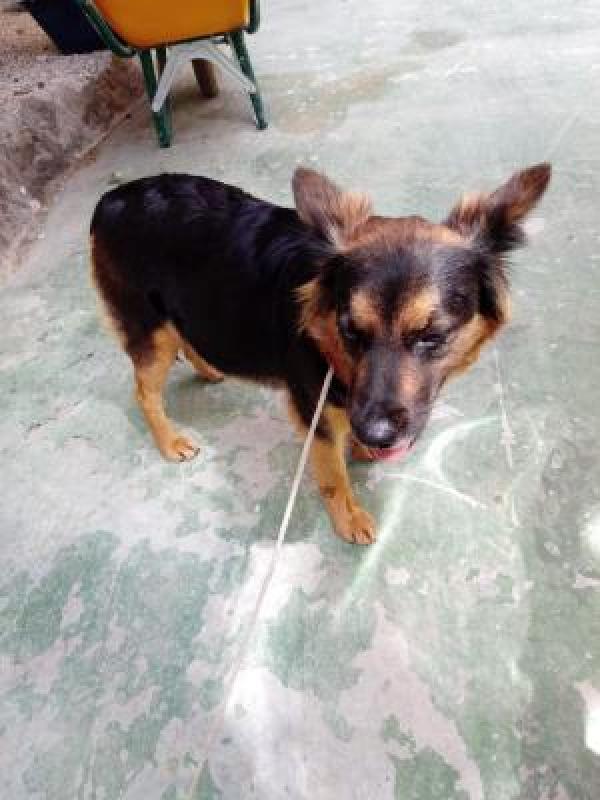 Adoptar este perro