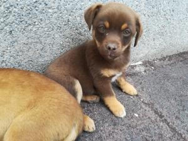 Adoptar este perro