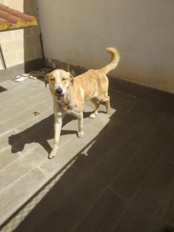 Adoptar este perro