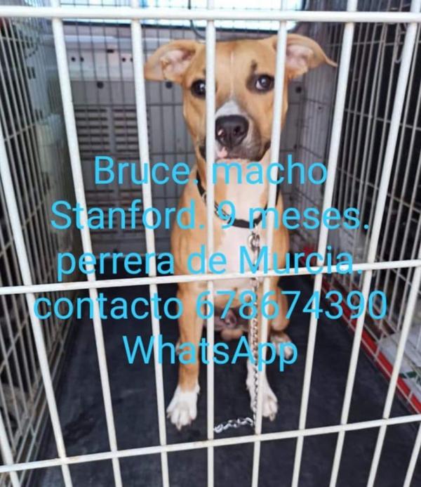 Adoptar este perro