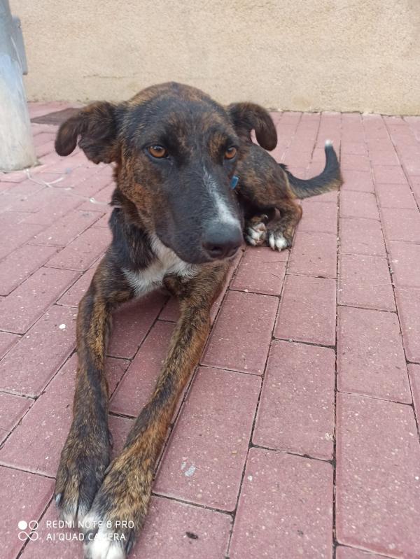 Adoptar este perro