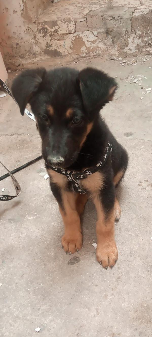 Adoptar este perro